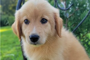 Paisley - Australian Retriever for sale