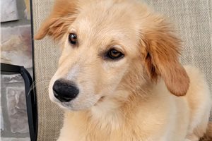 Paisley - Australian Retriever for sale