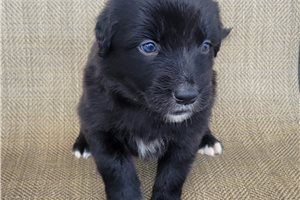 Patrick - Australian Retriever for sale