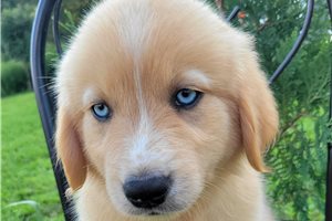 Pluto - Australian Retriever for sale
