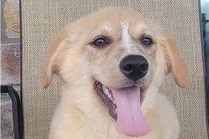 Pippa - Australian Retriever for sale
