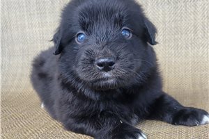 Picasso - Australian Retriever for sale
