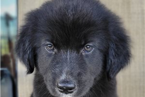 Patrick - Australian Retriever for sale