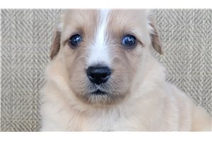 Pippa - Australian Retriever for sale