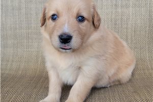 Paisley - Australian Retriever for sale