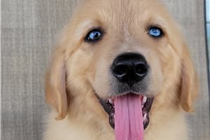 Peanut - Australian Retriever for sale