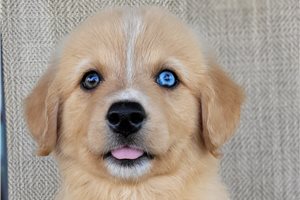 Panda - Australian Retriever for sale