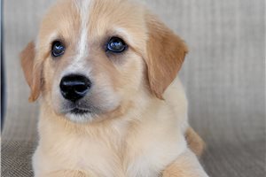 Pippa - Australian Retriever for sale