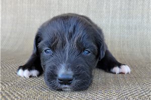 Patrick - puppy for sale