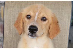 Plum, a Australian Retriever puppy