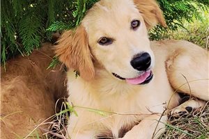 Paisley - Australian Retriever for sale