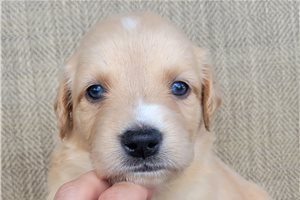Pumpkin - Australian Retriever for sale