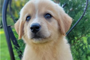 Pippa - Australian Retriever for sale