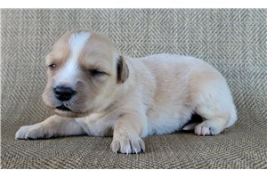 Pippa - puppy for sale
