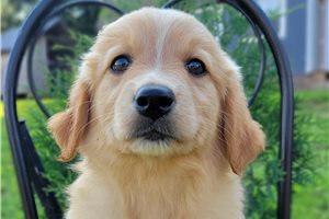 Plum - Australian Retriever for sale