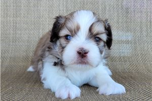 Sonya - Shichon for sale
