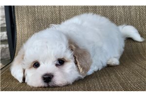 Mandela - Shichon for sale