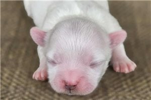 Navi - puppy for sale