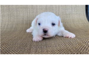 Navi - Shichon for sale