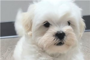 Manon - Shichon for sale