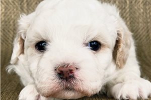 Mandela - puppy for sale