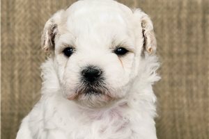 Manny - puppy for sale