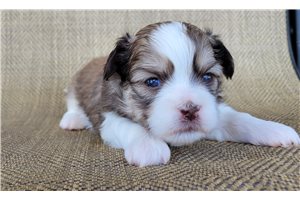 Sonya - Shichon for sale