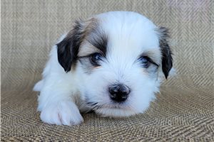 Niko - Shichon for sale