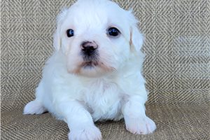Navi - Shichon for sale