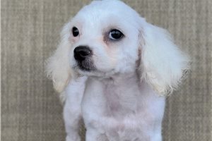 Navi - Shichon for sale