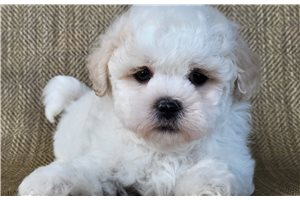 Manny - Shichon for sale