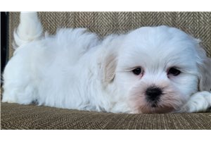 Manon - Shichon for sale
