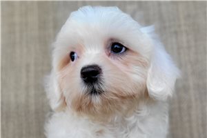 Navi - Shichon for sale