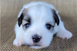 Niko - Shichon for sale