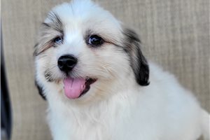 Niko - puppy for sale