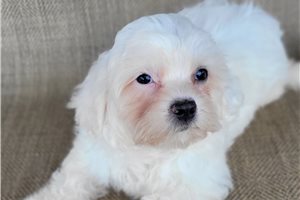 Navi - Shichon for sale
