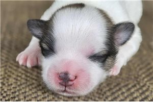 Niko - Shichon for sale