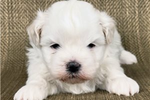 Manon - Shichon for sale