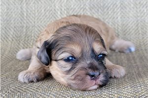 Oxana - Shih-Poo - Shihpoo for sale