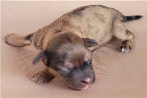 Oxana - puppy for sale