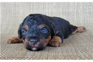 Otto - Shih-Poo - Shihpoo for sale