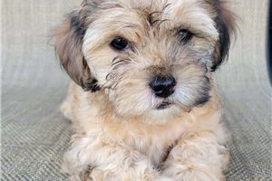 Renee - Shih-Poo - Shihpoo for sale