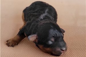 Otto - Shih-Poo - Shihpoo for sale