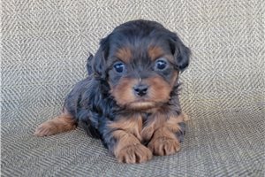 Onya - Shih-Poo - Shihpoo for sale