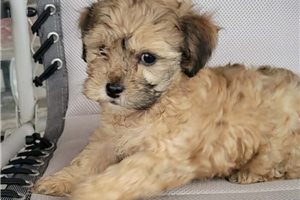 Renee - Shih-Poo - Shihpoo for sale