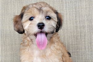 Renee - Shih-Poo - Shihpoo for sale