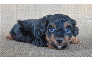 Otto - Shih-Poo - Shihpoo for sale