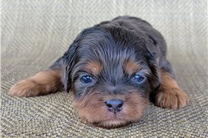 Onya - Shih-Poo - Shihpoo for sale