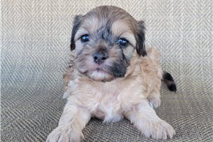 Renee - Shih-Poo - Shihpoo for sale
