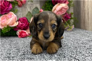 Lucas - Dachshund, Tweenie for sale